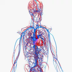 Human Circulatory System 3D model