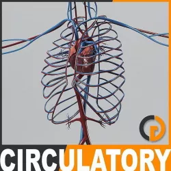 Human Circulatory System - Anatomy 3D model