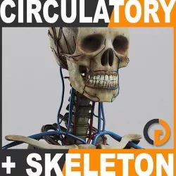 Human Circulatory System and Skeleton - Anatomy 3D model