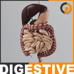 Human Digestive System - Anatomy 3D model