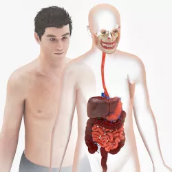 Human Digestive System Low-poly 3D model