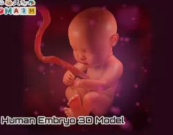 Human Embryo 3D Model Fetus 3D model