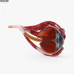 eye cross section 3D Models | Page 1 | STLFinder