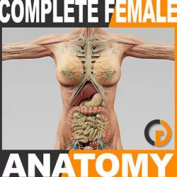 Human Female Anatomy - Body Muscles Skeleton Organs Lymphatic 3D model