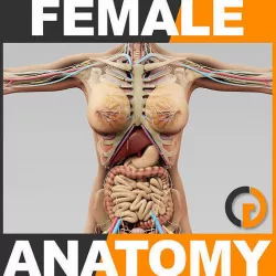 Human Female Anatomy - Body Skeleton Internal Organs 3D model