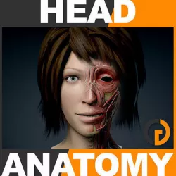 Human Female Head - Anatomy 3D model