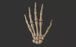 Human Hand Bones 3D model