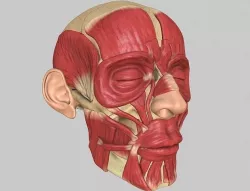 Human Head Ecorche 3D model