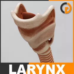 Human Larynx - Anatomy 3D model