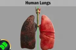 Human Lungs Low-poly 3D model