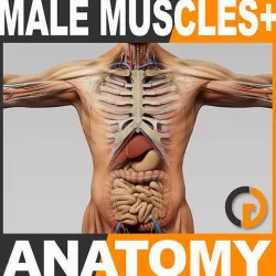 Human Male Anatomy - Body Muscles Skeleton and Internal Organs 3D model