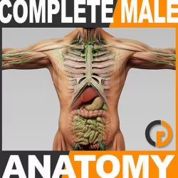 Human Male Anatomy - Body Muscles Skeleton Organs Lymphatic 3D model