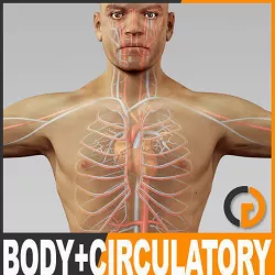 Human Male Body and Circulatory System - Anatomy 3D model