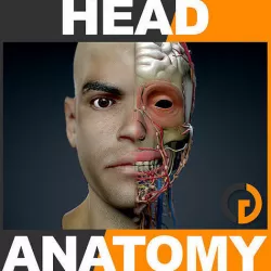Human Male Head - Anatomy 3D model