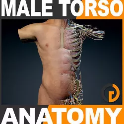 Human Male Trunk Torso - Anatomy 3D model