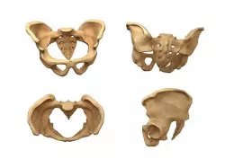 human pelvis low poly Low-poly 3D model