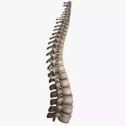 Human Spine Low-poly 3D model