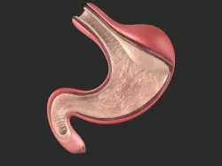 Human Stomach Low-poly 3D model