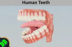Human Teeth Low-poly 3D model