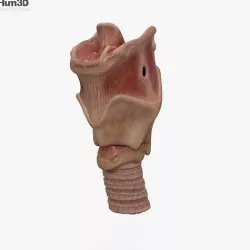 Larynx 3D model