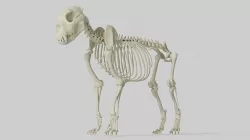 Lion Skeleton 3D model