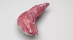 Liver 3D model