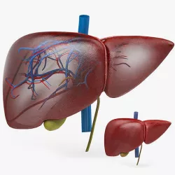 Liver Anatomy Low-poly 3D model