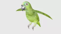 Low Poly Parrot Rigged With Realistic Texture 3D model