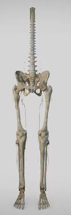 Lower Limb skeleton and nerves Low-poly 3D model