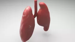 Lungs 3D model
