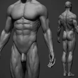 Male anatomy reference and print 3D model