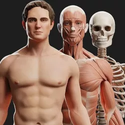 Male Ecorche - Skin Musculature Skeleton Low-poly 3D model
