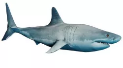 Megalodon Low-poly 3D model