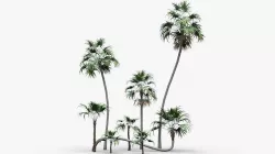 Modular Green Thatch Palm Tree - Thrinax Radiata Low-poly 3D model