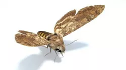 Moth Insect Low-poly 3D model