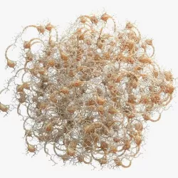 Neuron Human 3D model