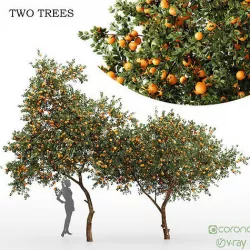 Orange fruit tree 3D model