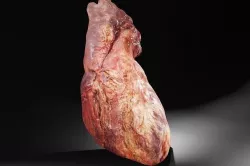 Real Human Heart made from Photogrammetry Low-poly 3D model