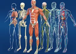 Real medical human anatomy  Body  Muscles Skeleton Organs Brain 3D model