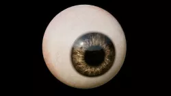 Realistic Brown Eyeball 3D model