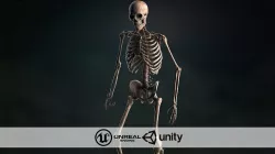 Realistic Skeleton Low-poly 3D model