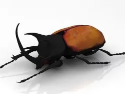 Rhinoceros Beetle model 3D model