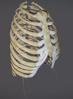 Ribcage with Thoracic nerves Low-poly 3D model