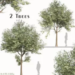 Set of Cinnamomum burmannii or Padang cassia Tree - 2 Trees 3D model