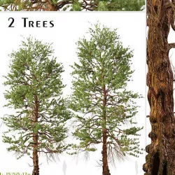 Set of Ponderosa Pine or Bull Pine Tree - 2 Trees 3D model