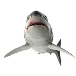 Shark 3D model