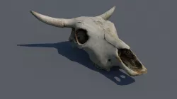 skull animal Low-poly 3D model