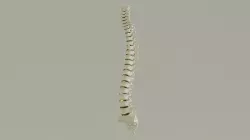 Spinal Column Anatomy Model 3D model