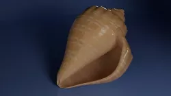 Spiral Mollusk Sea Shell  Low-poly 3D model