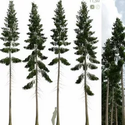 Spruce 11m 3D model